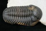 Beautiful Phacops Trilobite - Mrakib, Morocco #15662-1